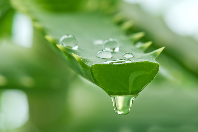 8 Ways to Use Aloe Vera