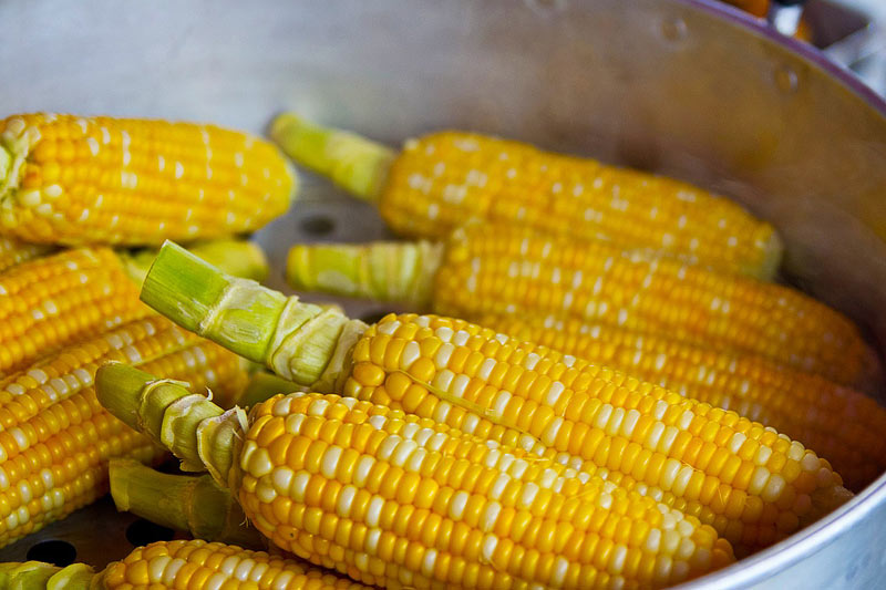 Summer Vegetable Harvest Tips