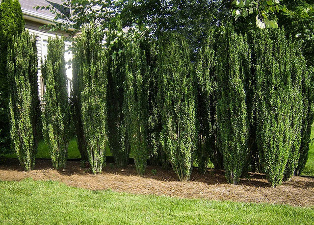 Shrubs That Grow in Shade