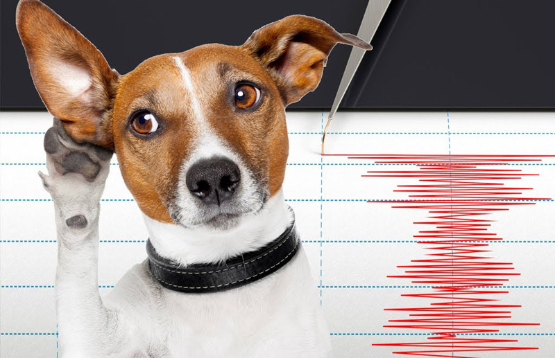 Can a Dog Sense a Natural Disaster?