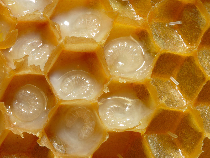 Royal Jelly - Health Benefits