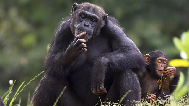 25 Most Intelligent Animals On Earth