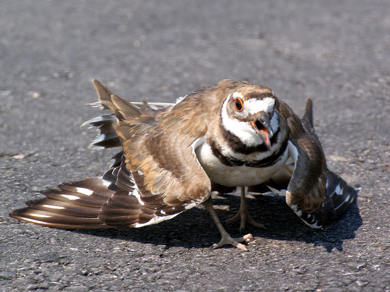 Wild Birds Feeding - Questions & Answers