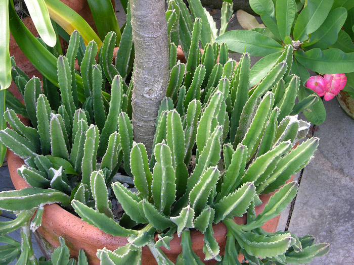 Stapelia Gigantea - Growing Guide