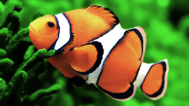 Ocellaris Clownfish Info and Care