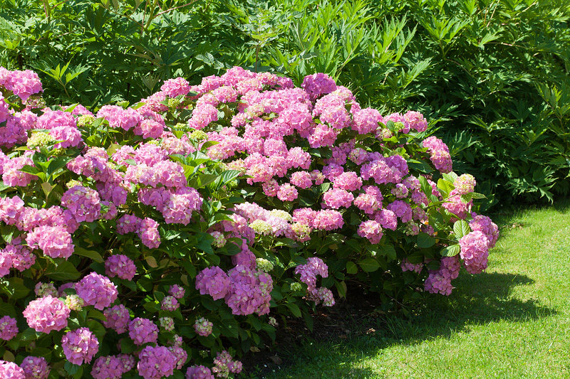 How to Grow Healthy, Happy Hydrangeas