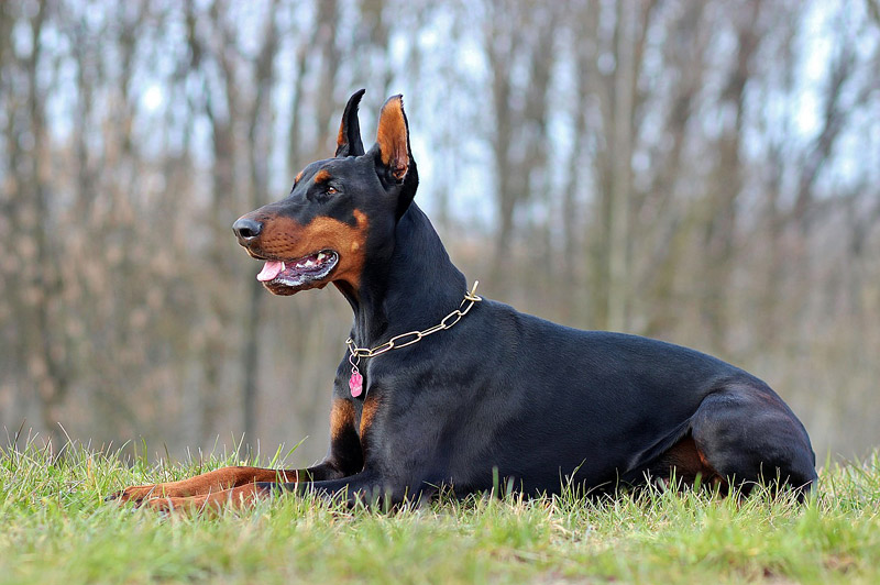 Doberman Pinscher Dog Breed Info 