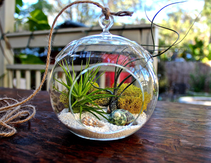 Everything You Need to Know About Making Terrarium