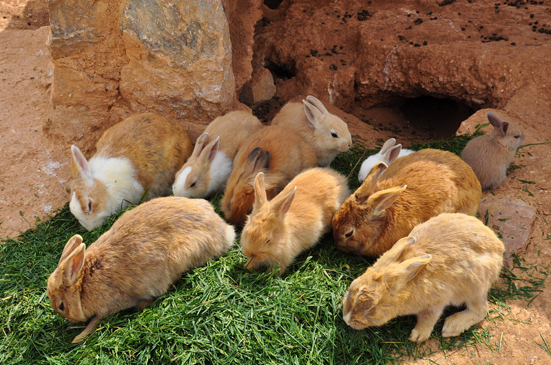 How To Properly Care for Your Rabbit