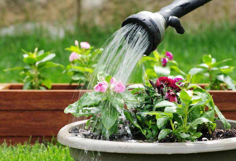 How Much And How Often To Water Potted Plants