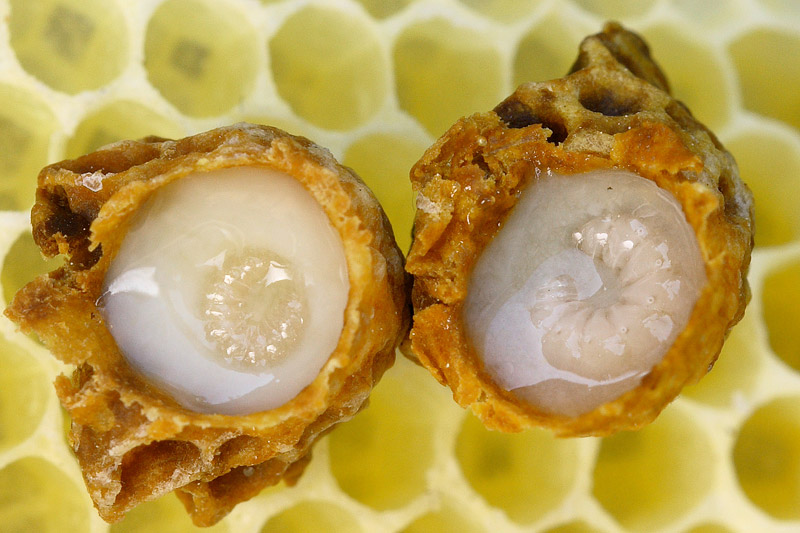 Royal Jelly - Health Benefits