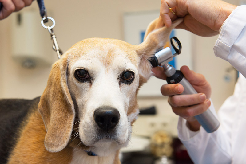 Cleaning Your Dog’s Ears is More Important than You Think 