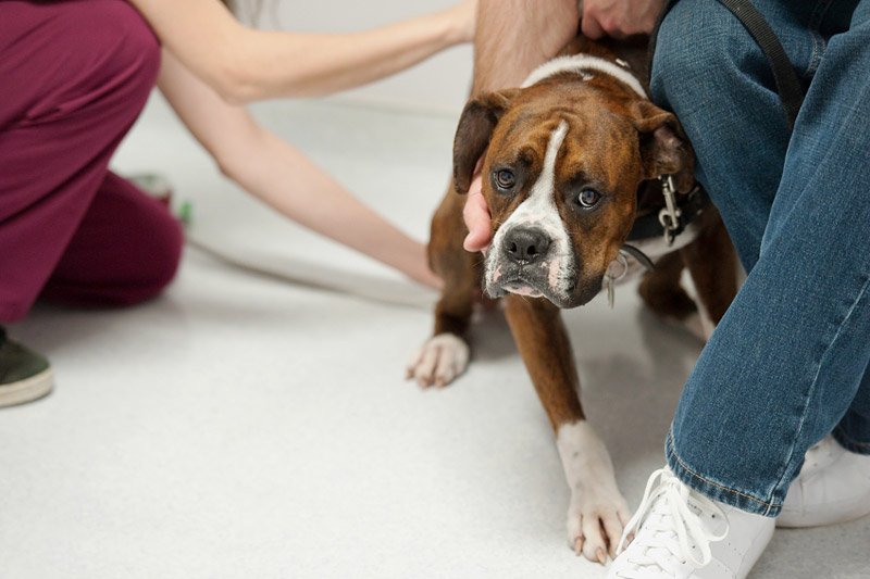 10 Ways to Stress out Your Dog Without Knowing It