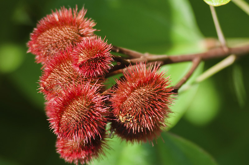 Ancient Superfood: Annatto Seeds