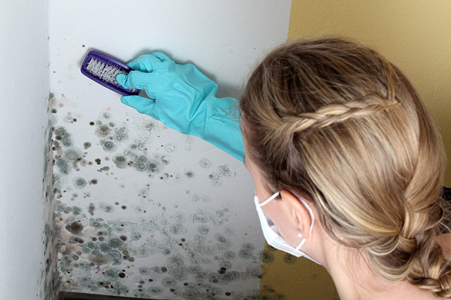 How to Remove Mould and Mildew from Walls