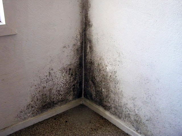 How to Remove Mould and Mildew from Walls