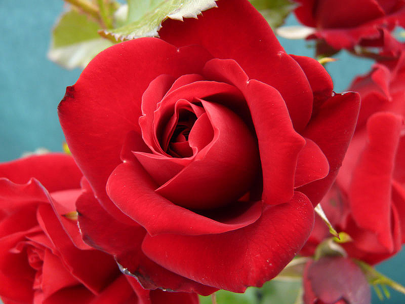 Essential Tips for Growing Roses Like a Pro