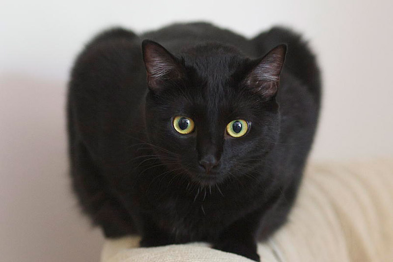 Breed Info and Facts - Bombay Cat 