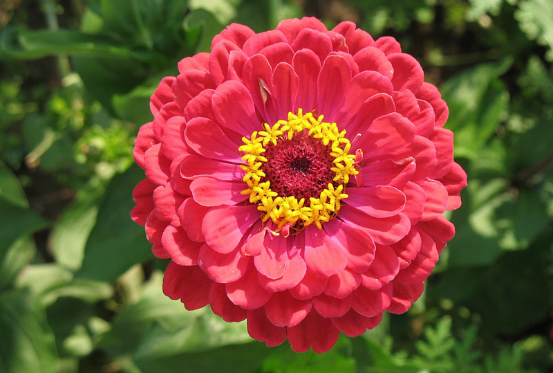 Zinnia - How to Plant, Grow and Care 