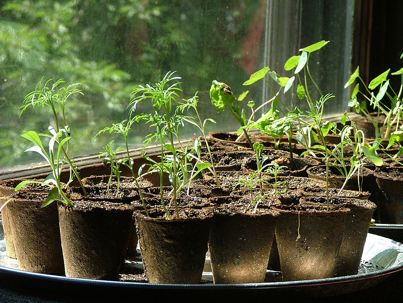 Seed Sowing - Where did I go wrong?