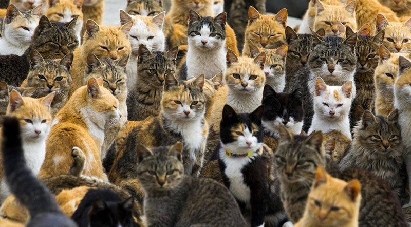 Tashirojima - Cat Island 