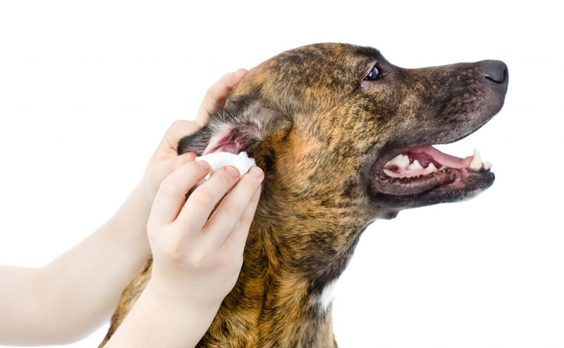 Cleaning Your Dog’s Ears is More Important than You Think 