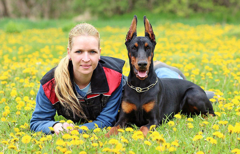 Doberman Pinscher Dog Breed Info 