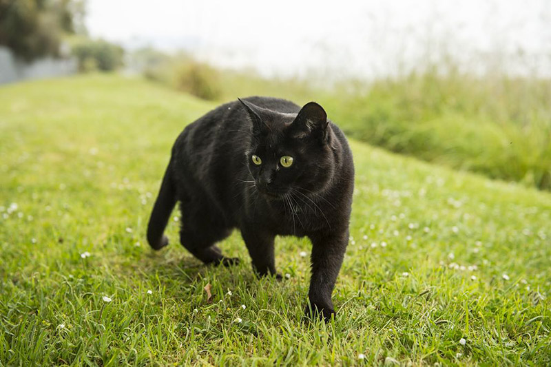Breed Info and Facts - Bombay Cat 
