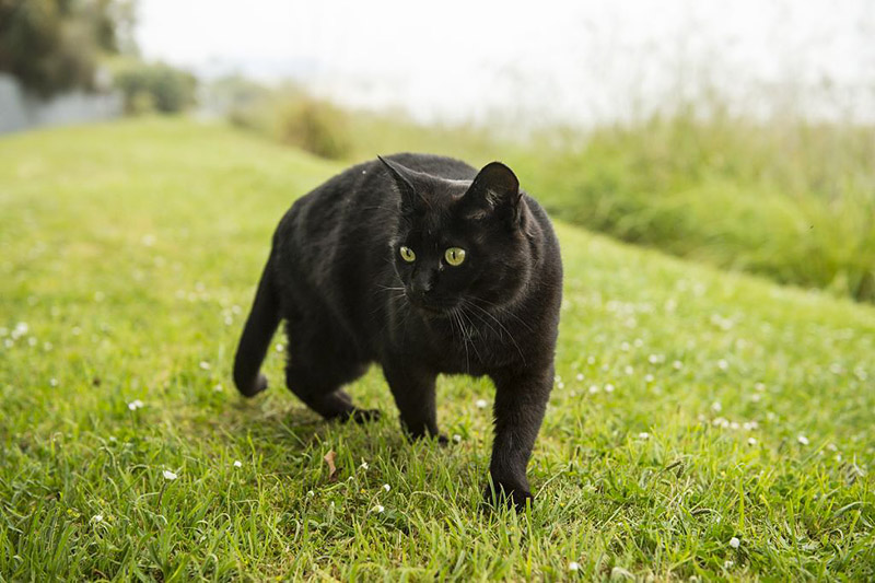 Breed Info and Facts - Bombay Cat 