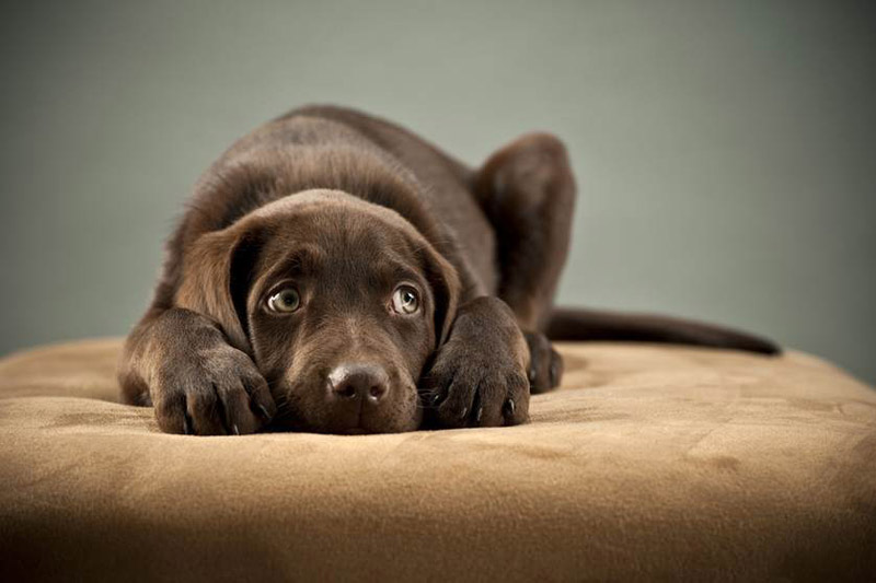 10 Ways to Stress out Your Dog Without Knowing It