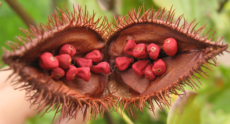 Ancient Superfood: Annatto Seeds