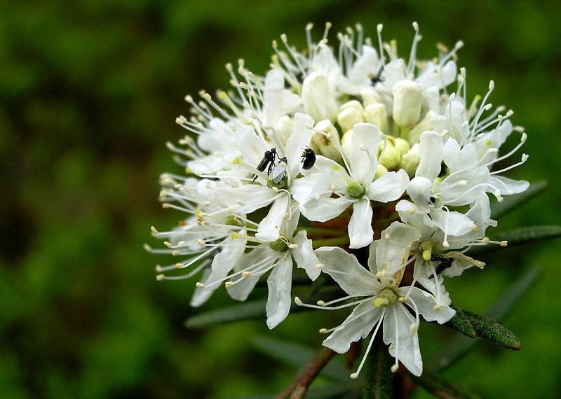 6 Teas You've Probably Never Heard Before 