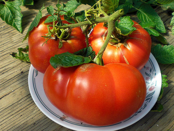 Top 10 Heirloom Tomatoes for the Garden