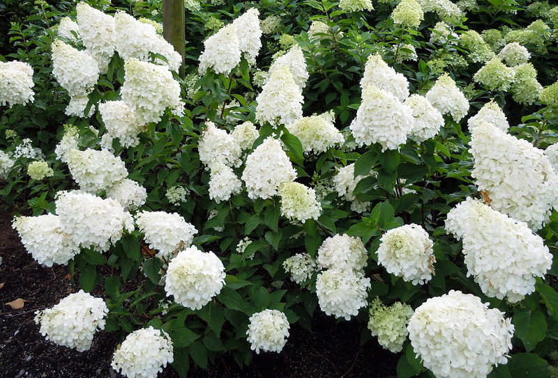 How to Grow Healthy, Happy Hydrangeas