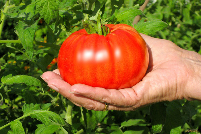 Top 10 Heirloom Tomatoes for the Garden