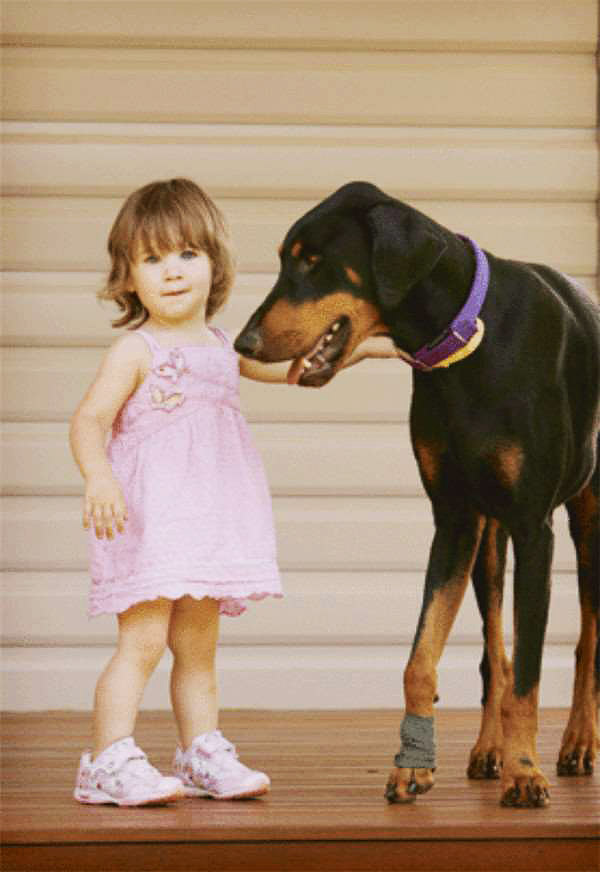 Khan Doberman Saves Toddler From Snake
