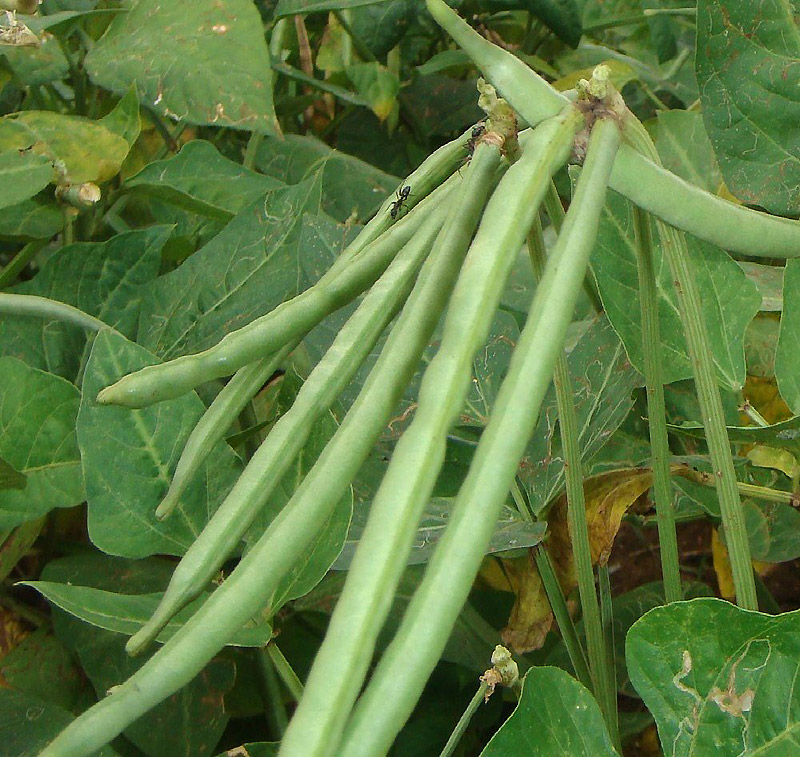 How to Grow Cowpeas, Black Eyed Peas