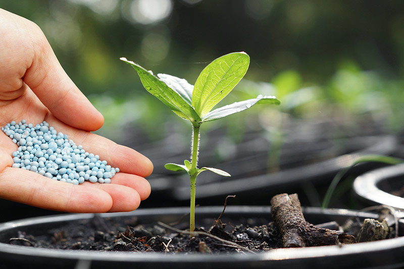 A Crash Course in Container Gardening