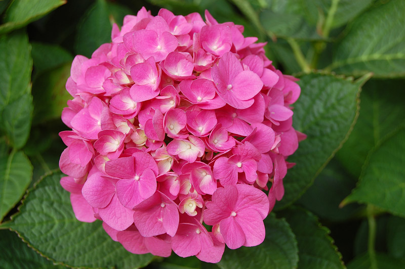 How to Grow Healthy, Happy Hydrangeas