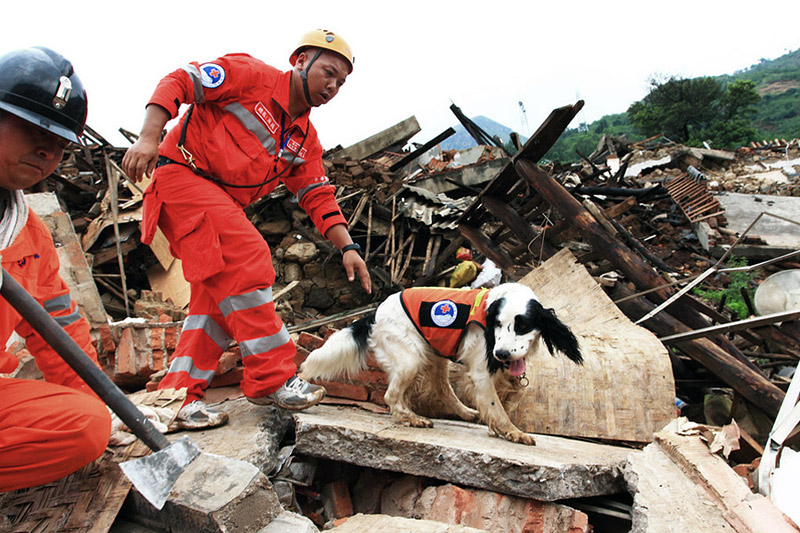 Can a Dog Sense a Natural Disaster?