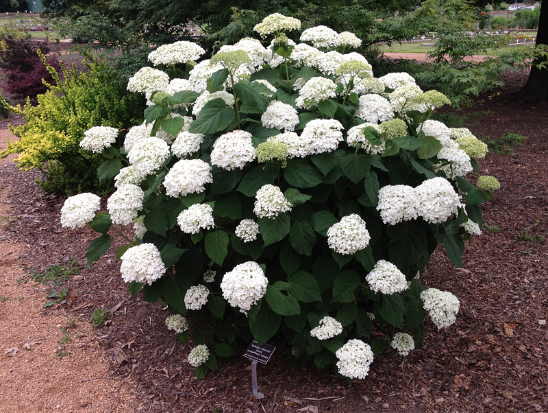 How to Grow Healthy, Happy Hydrangeas