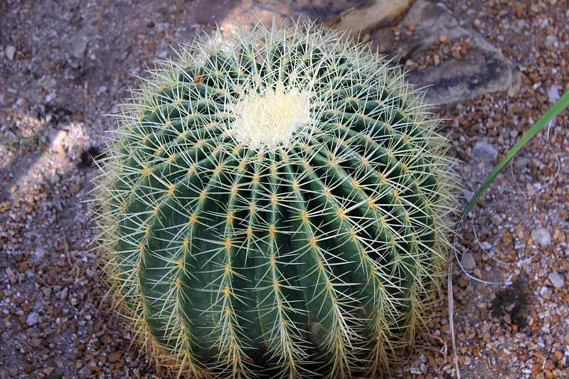 All About Barrel Cactus 