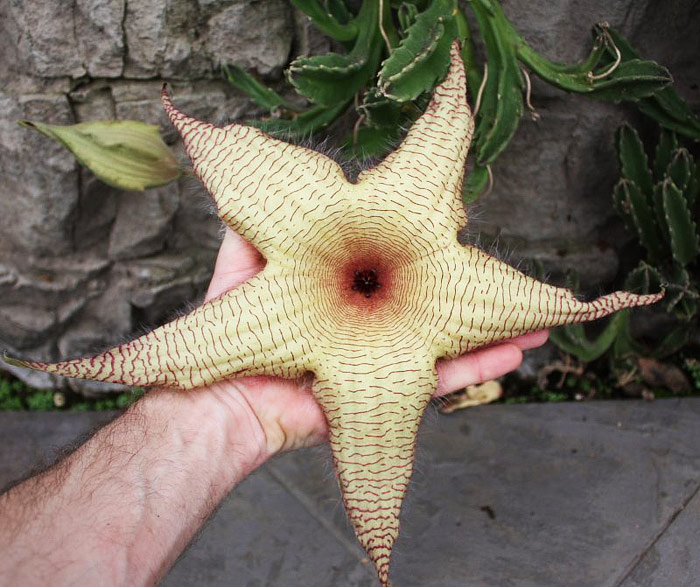 Stapelia Gigantea - Growing Guide