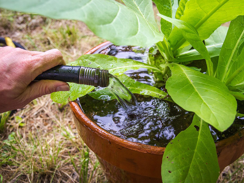 How Much And How Often To Water Potted Plants