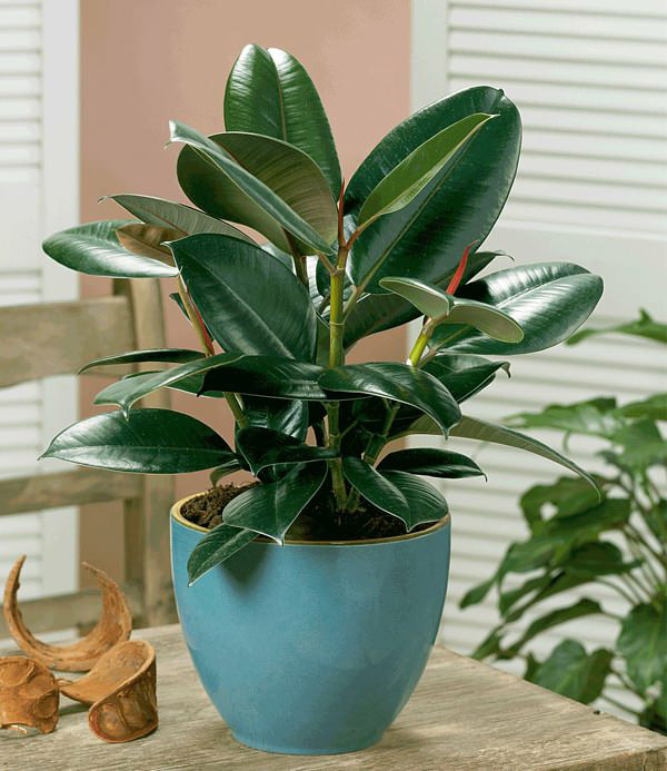 15 Easy to Grow Houseplants For Beginners