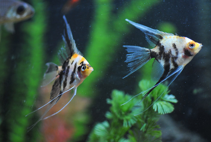 Angelfish - General Care and Breed Info 
