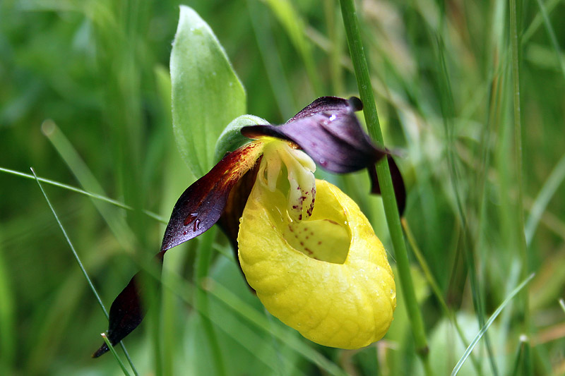 10 Most Beautiful And Rarest Flowers In The World