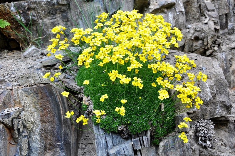 Grow These 10 Easy Perennials From Seed