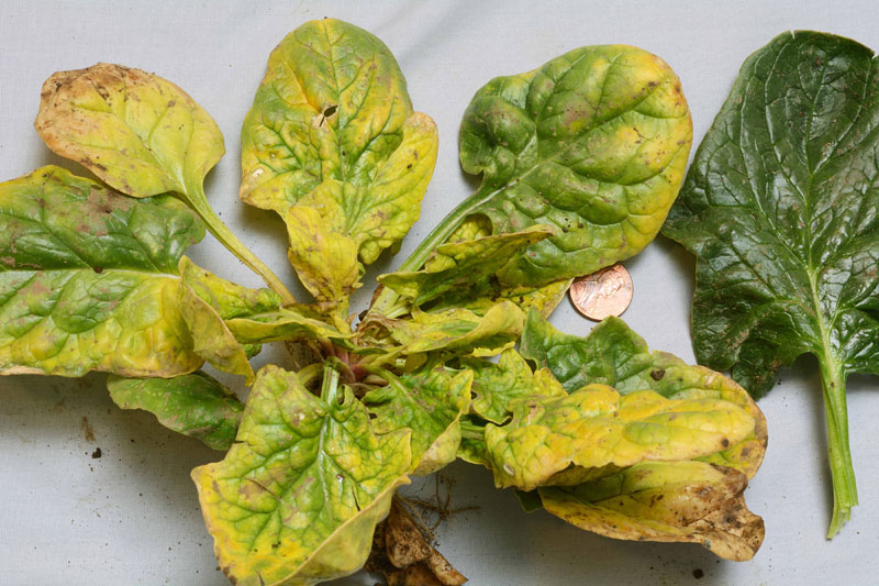 Common Spinach Growing Problems 