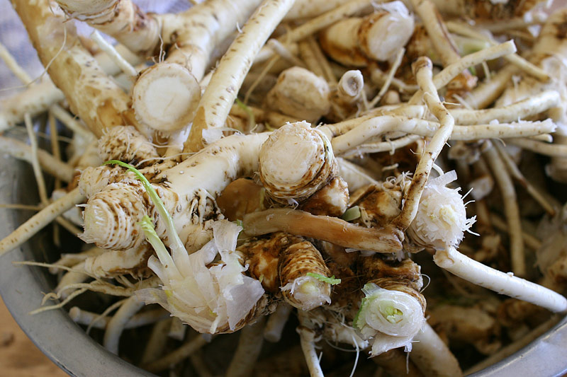 How To Grow and Prepare Horseradish